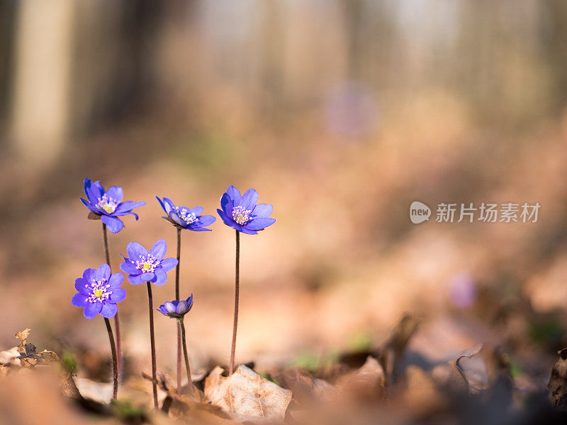 花肝片在一个模糊的背景。