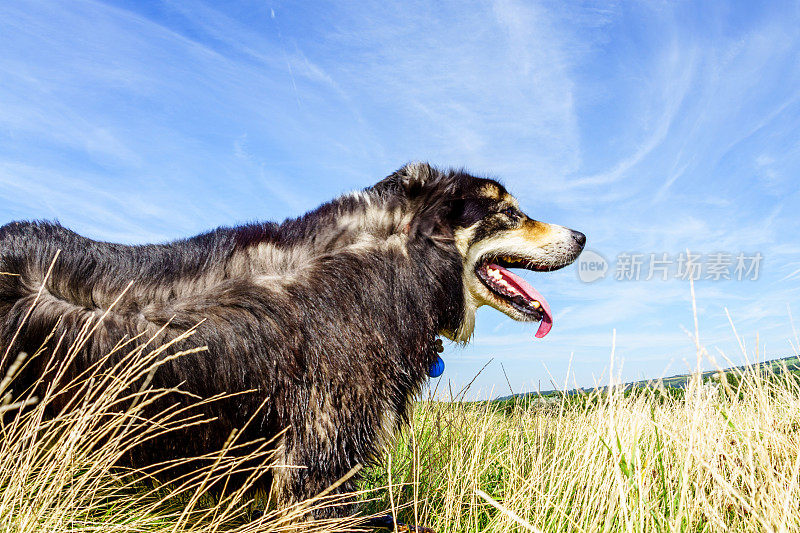 友好的边境牧羊犬