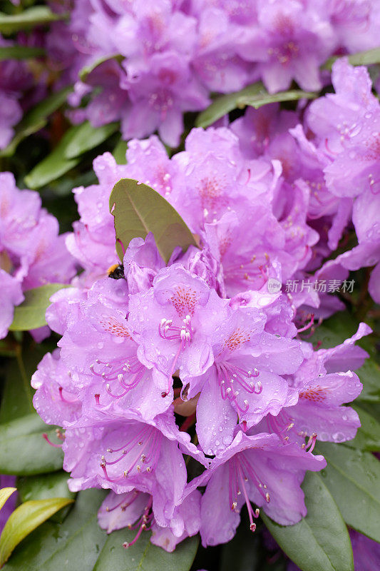 雨后的杜鹃花五彩缤纷