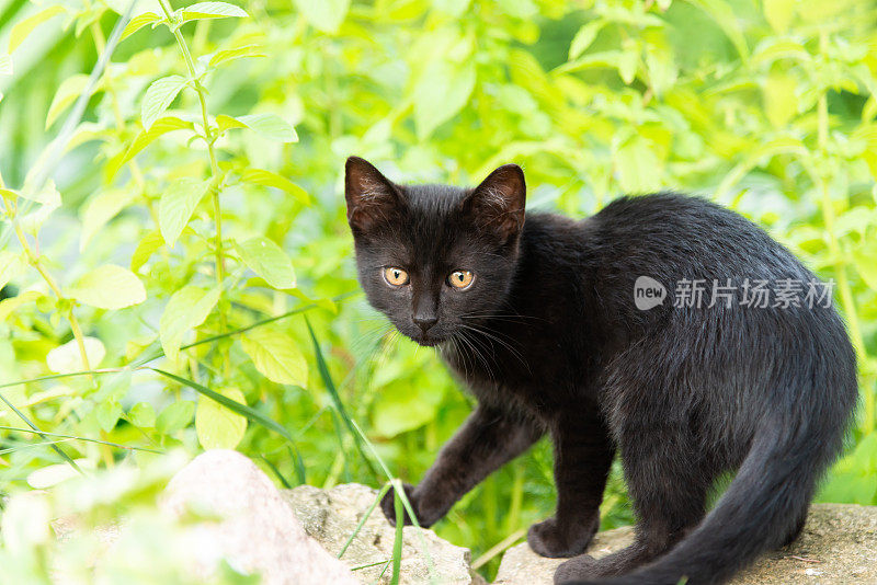 小猫在花园里玩