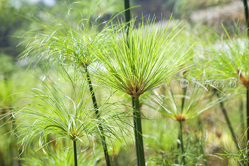 纸草的植物