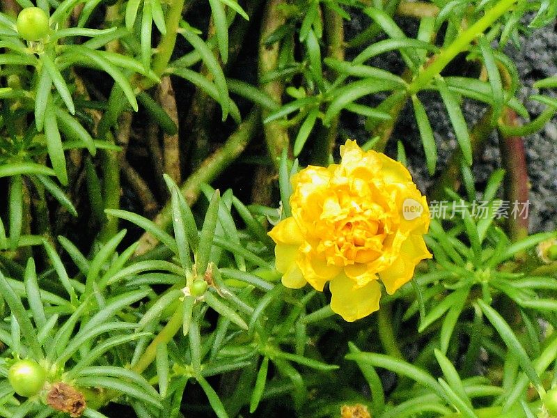 黄色马齿苋或苔藓玫瑰在一个花园