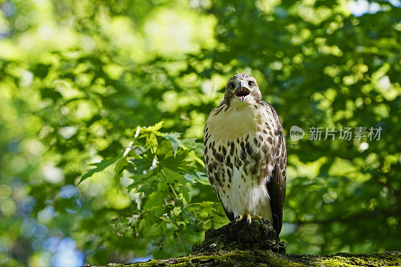 Red-Tailed-Hawk羽翼未丰的哭