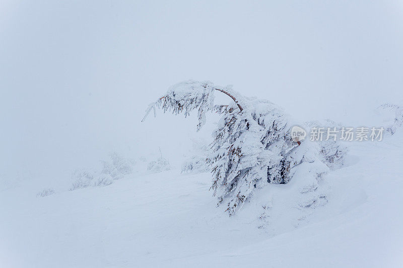 雪后冰雪覆盖的冷杉林和冬日灰蒙蒙的天空。喀尔巴阡山脉,乌克兰。