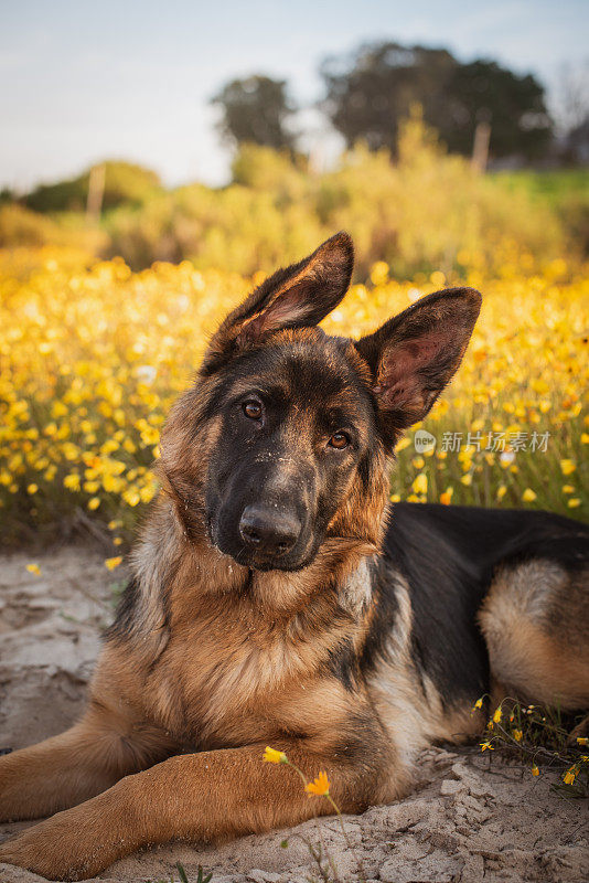 年轻的德国雌性牧羊犬