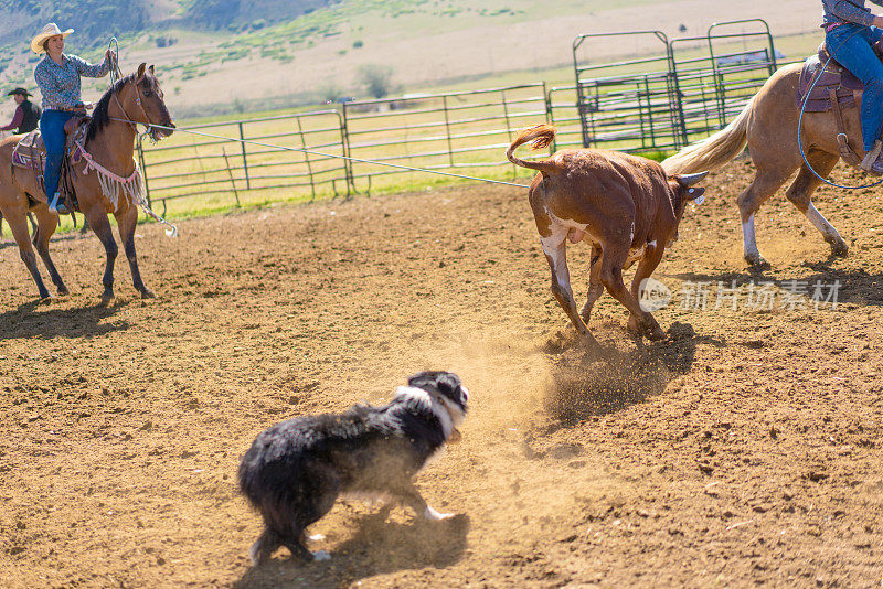 在牧场围栏里，狗和牛一起工作