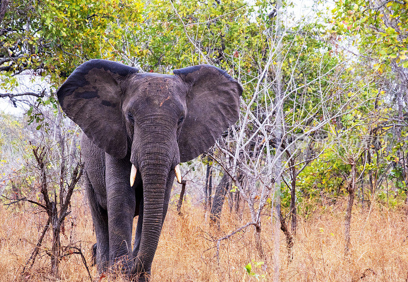 马吉特野生动物保护区的非洲象，马拉维