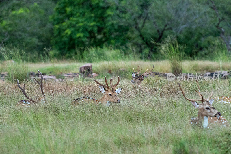 斑点鹿或Chital或Cheetal或Chital鹿或轴心鹿或轴心群坐在绿色的草地和美丽的背景在Ranthambore老虎保护区，拉贾斯坦，印度