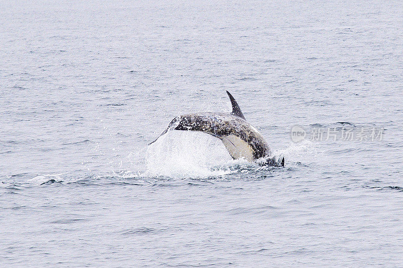 加州蒙特利湾，一只瑞索海豚浮出水面