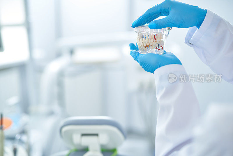 牙科诊所里一个牙齿模型的照片