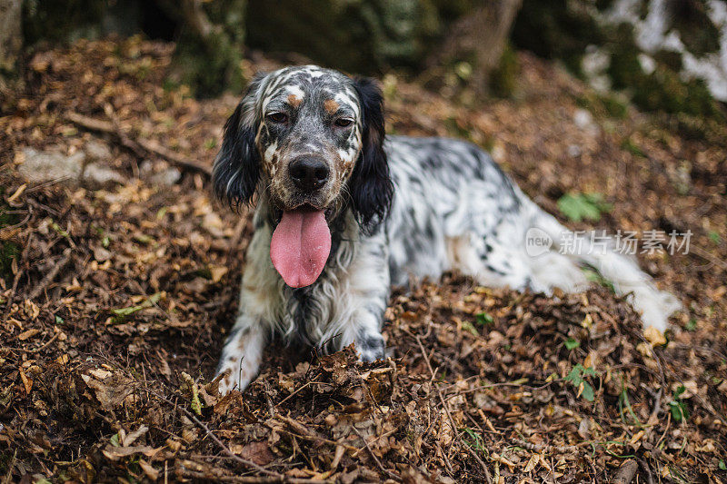 疲惫的小猎犬