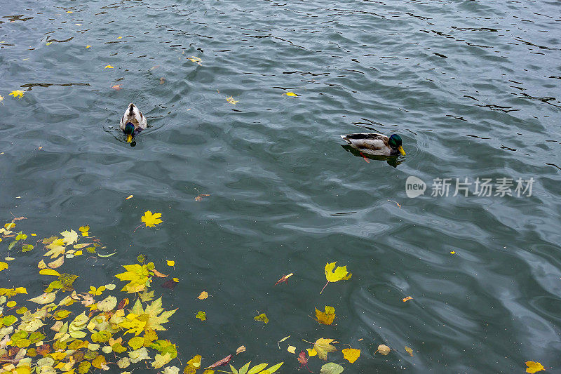 鸭子在城市公园的河里游泳