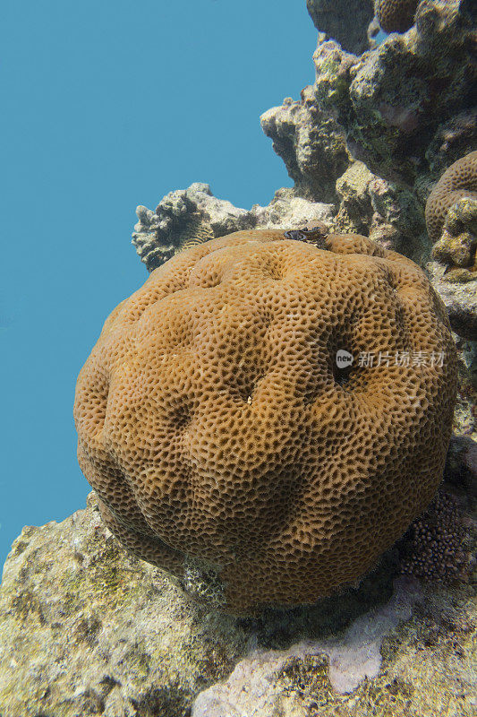 热带海洋底部的色彩斑斓的珊瑚礁，伟大的宠儿abdita珊瑚，水下景观