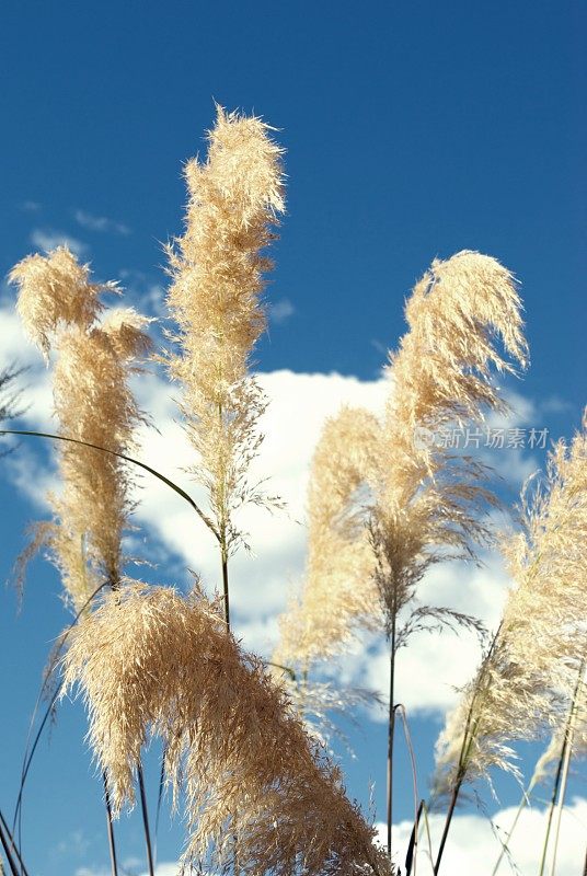 新西兰植物-“Toitoi”或“脚趾”草