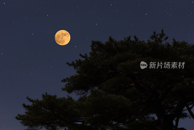 满月从松树上升起，繁星点点。