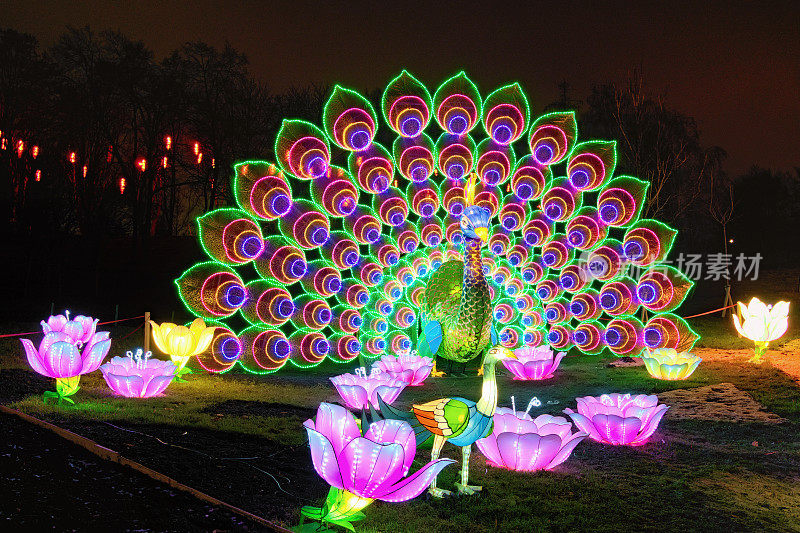 在中国的灯笼节日里，巨大的孔雀被许多灯笼照亮。