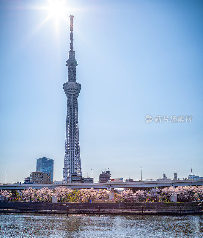 东京天空树大厦和隅田河城市景观