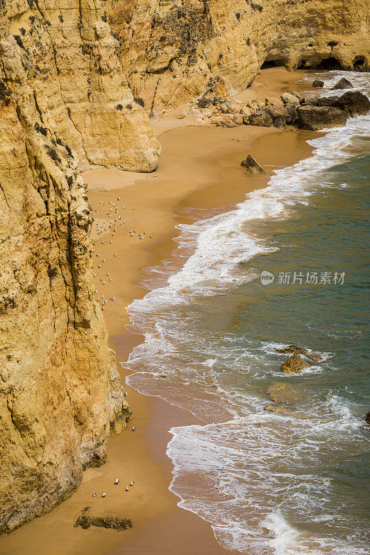 阿尔加维海岸偏远海滩上的海鸥。