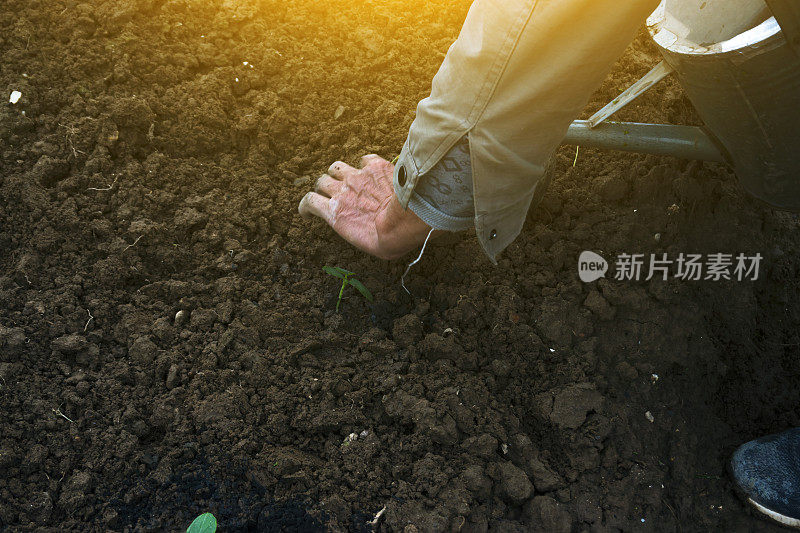 在农业领域种植黄瓜树苗