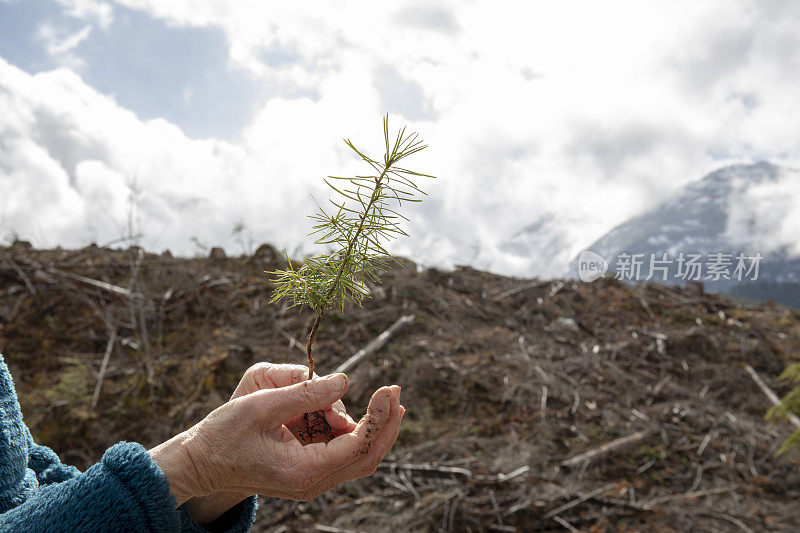 种植机拥抱小树苗