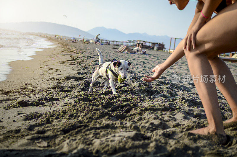 模糊的海景。一个女人在沙滩上遛着一只杰克罗素犬。宠物。设计基本背景