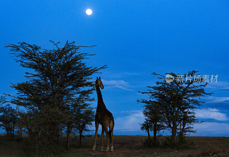 非洲肯尼亚奥拉雷·摩托罗吉保护区，满月下长颈鹿在吃荆棘树
