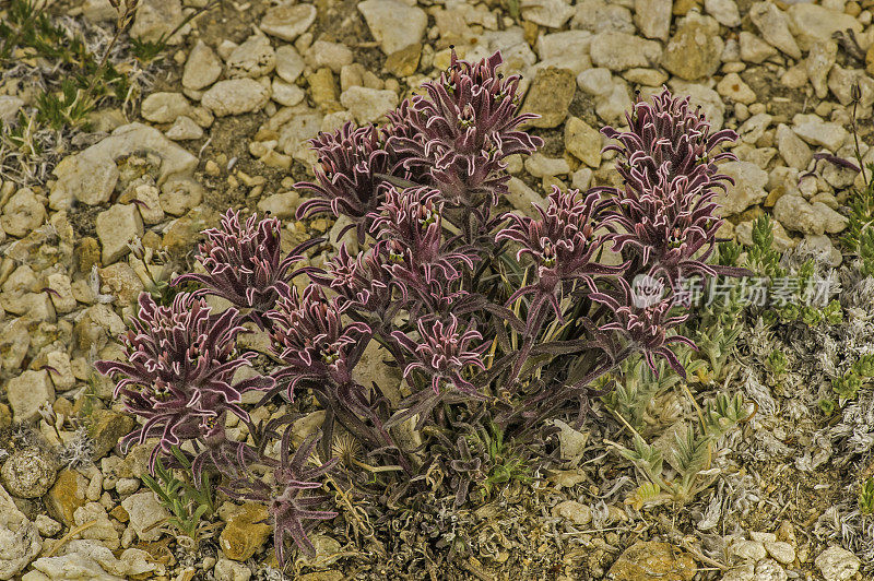 矮画笔，古狐尾松林;因约国家森林，白山，加利福尼亚州;semi-parasitic植物