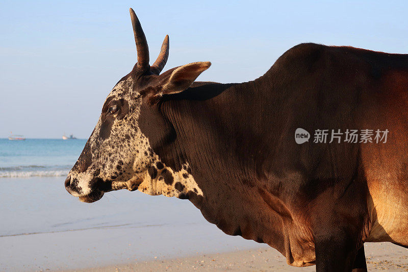 野生圣牛行走在印度果阿海滩度假胜地的大头照