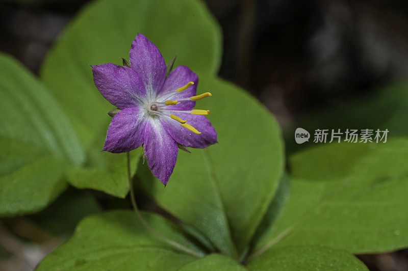 太平洋星花，阔叶草，盐点州立公园，索诺马县，加州，克鲁斯罗丹州立自然保护区;报春花科