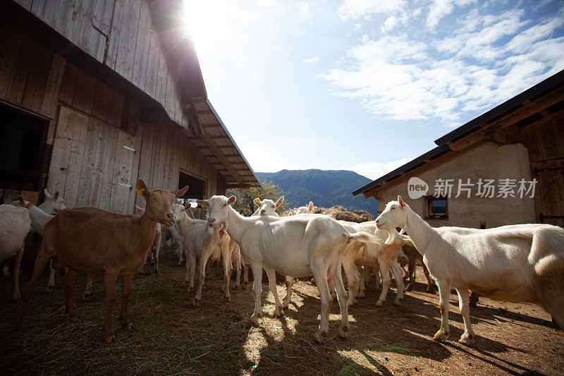 来自朱利安阿尔卑斯的家养山羊在马厩前等待农民带他们在牧场-家畜照片