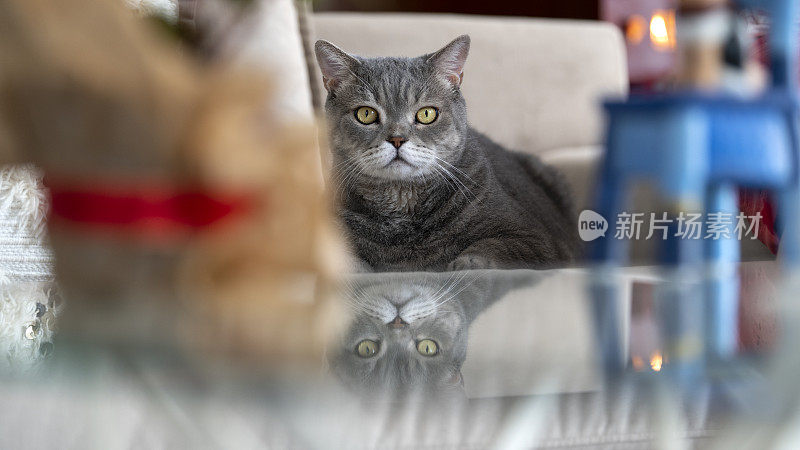 灰色的短毛猫在客厅的沙发上