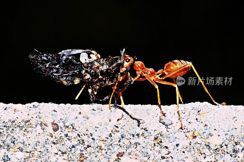 蚂蚁携带昆虫作为食物。