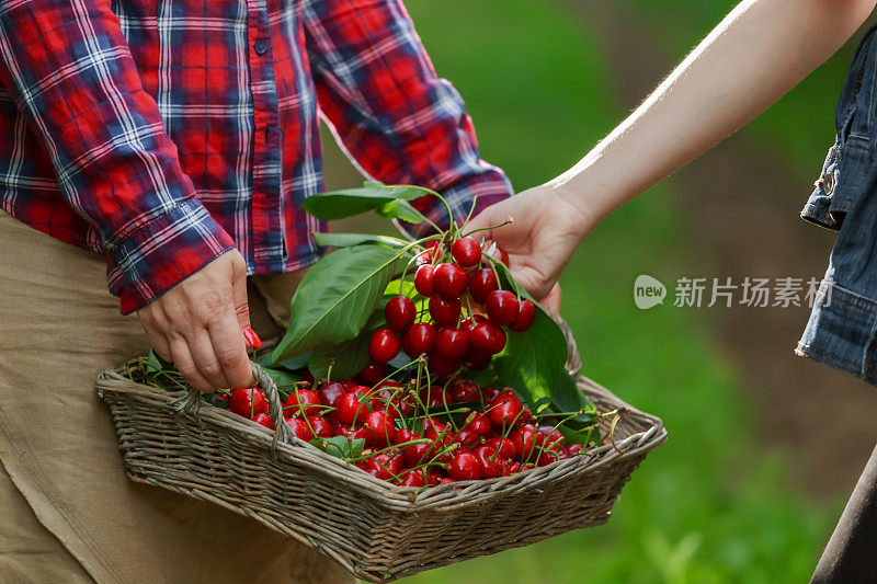 有樱桃的少女