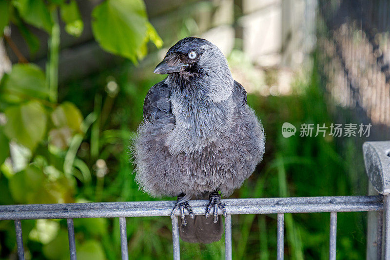 小乌鸦坐在篱笆上