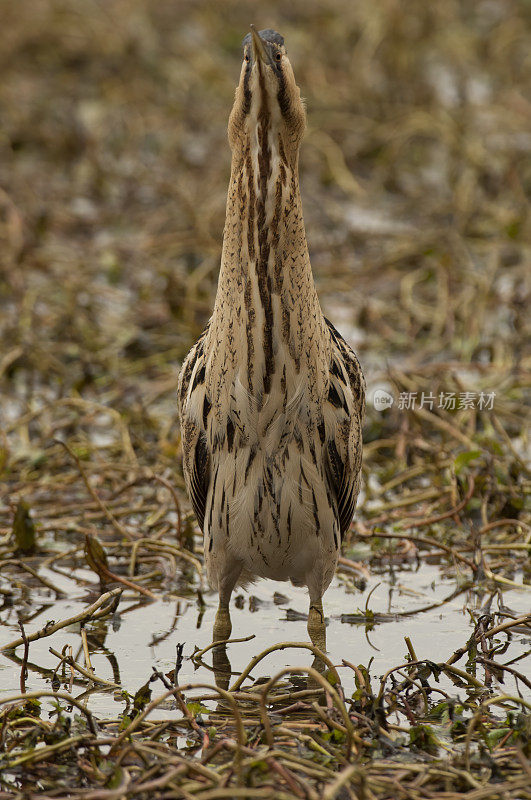 欧亚麻鳽或大麻鳽