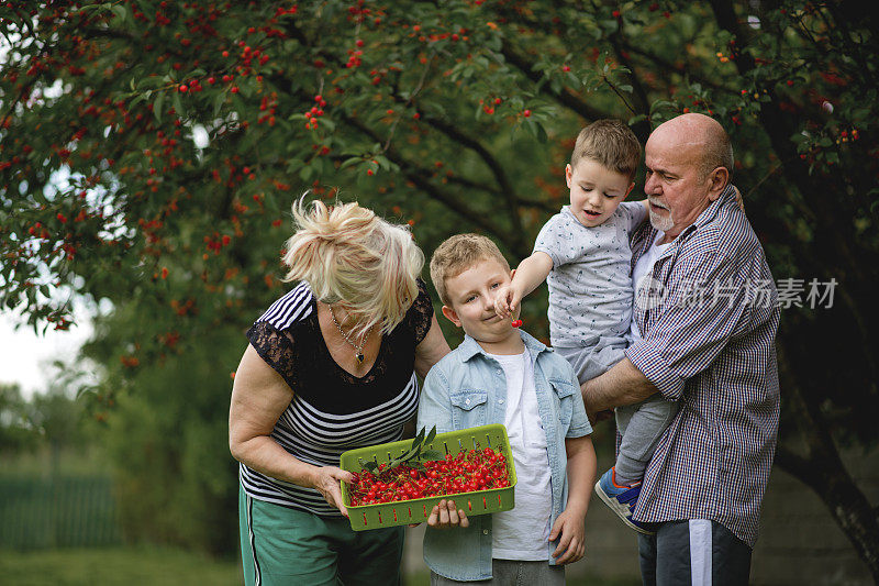 爷爷奶奶和孙子们在摘樱桃
