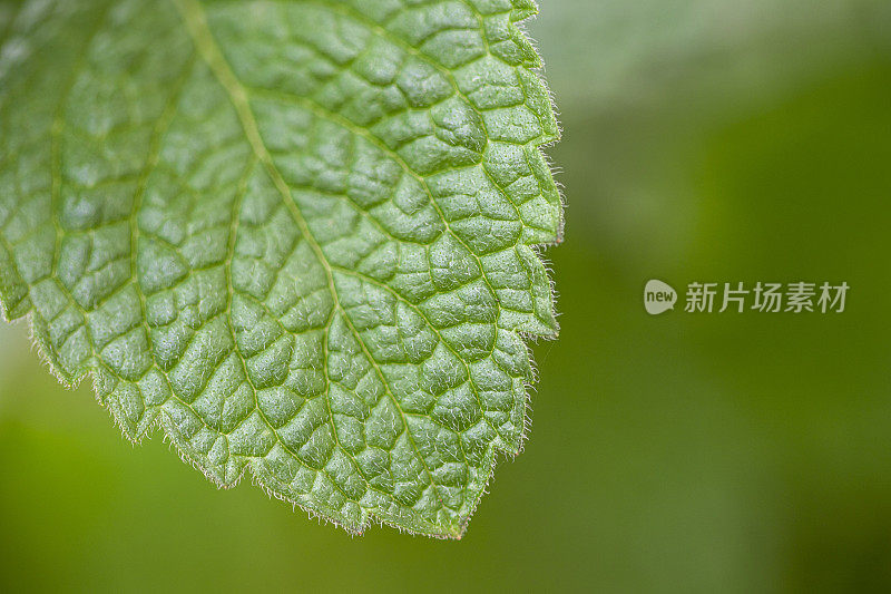 以绿色薄荷叶为背景的大自然