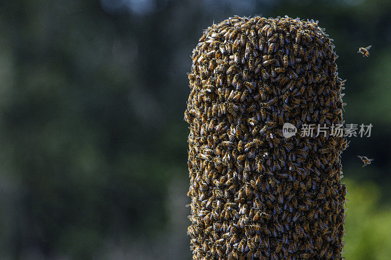 蜂群形成新蜂群的特写