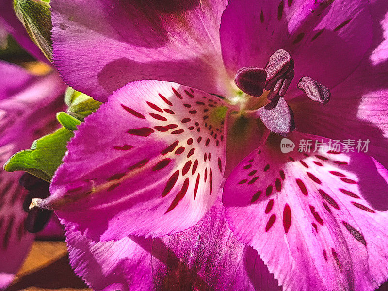 聚焦紫花