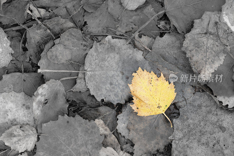 地上有黄桦树的叶子