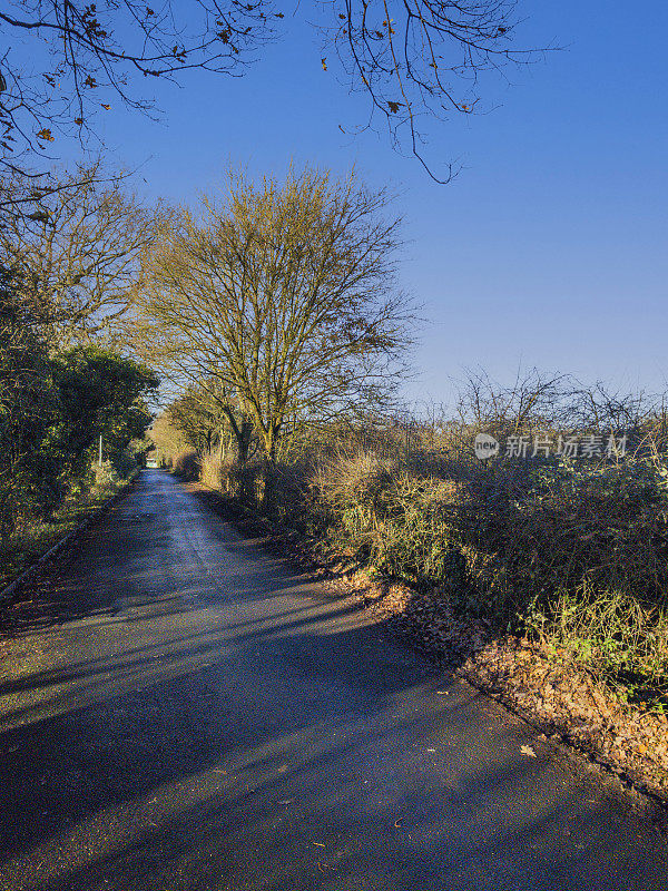 秋天树木阳光风景景观一般季节道路弄堂乡村