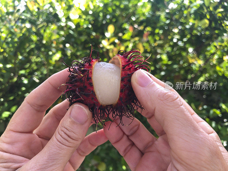 女人的手牵着红毛丹水果在户外