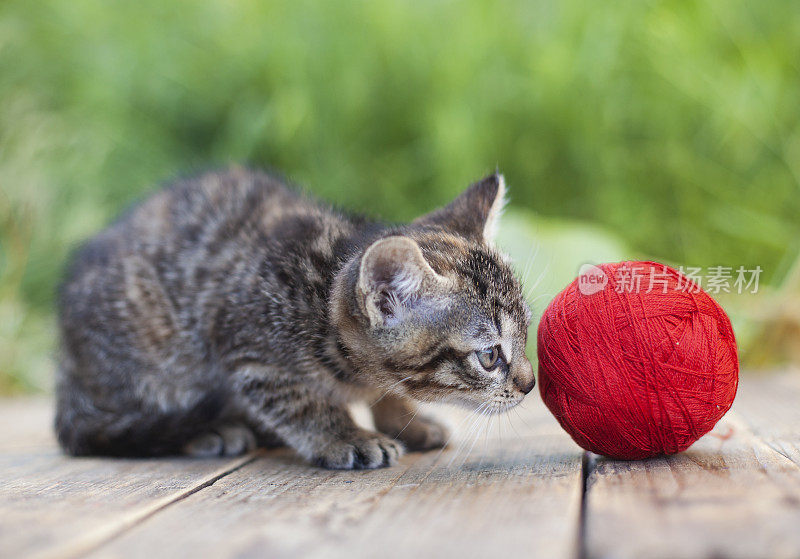 可爱的小猫和一团毛线在花园里