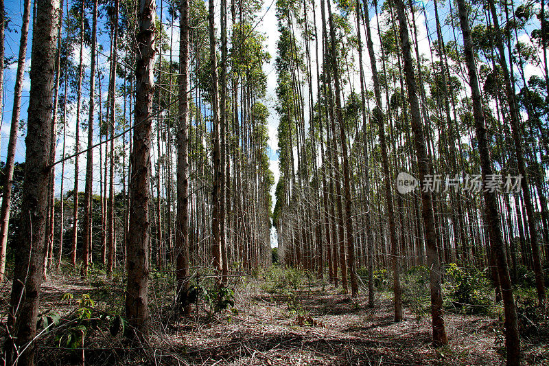 巴伊亚州南部的桉树种植园