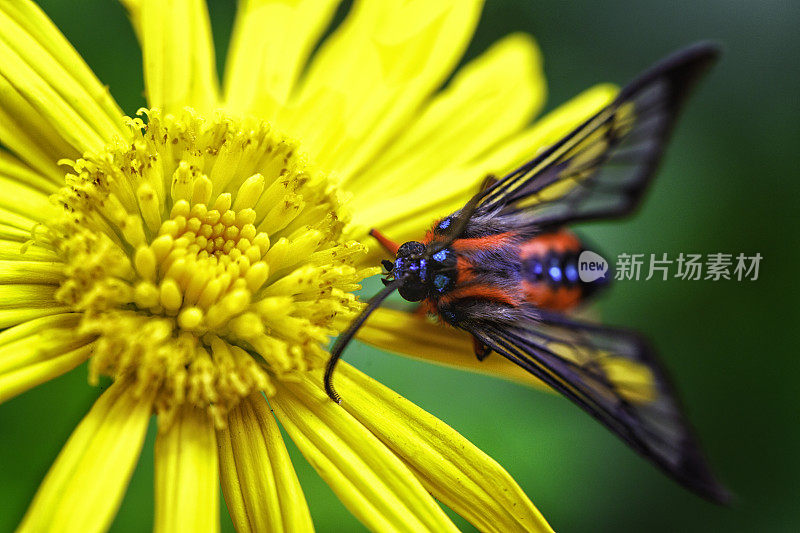 五彩斑斓的热带蝴蝶在黄花上