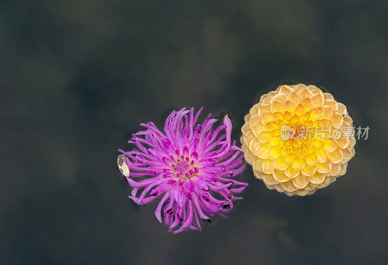 大丽花或水仙花漂浮在水上