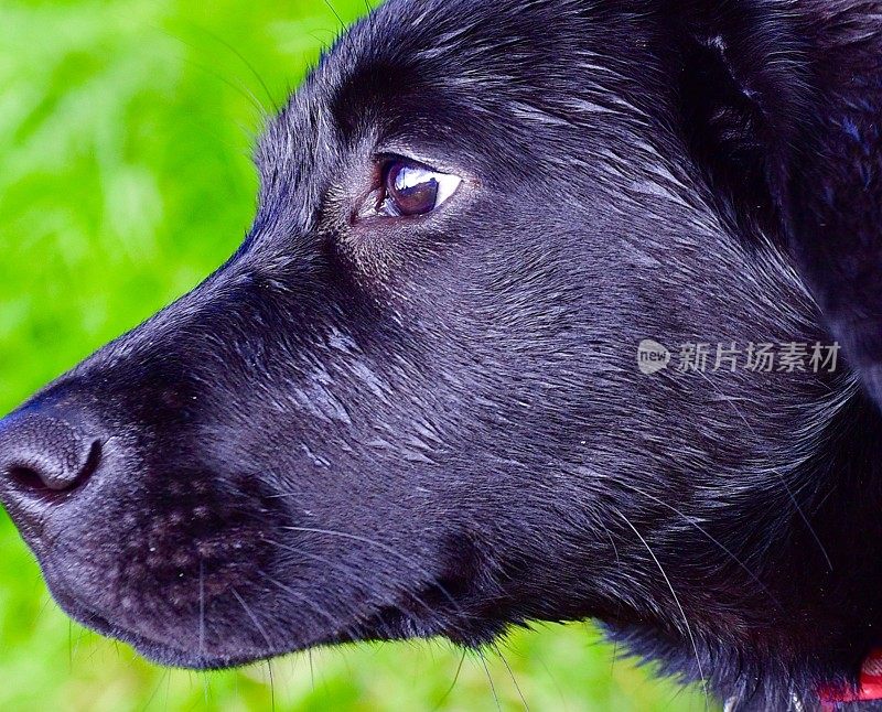 拉布拉多寻回犬小狗