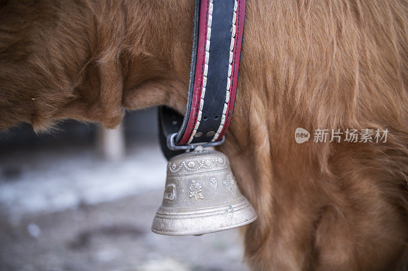 苏格兰高地牛上的铃。