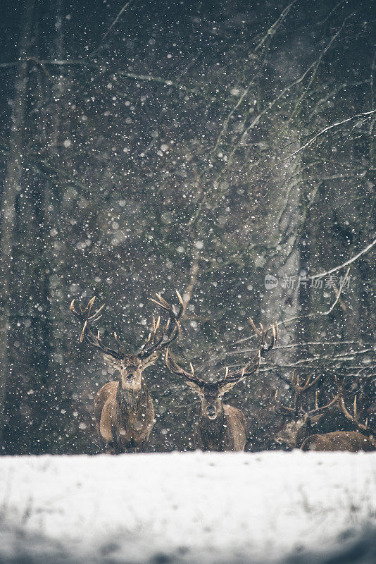 鹿在winterwonderland