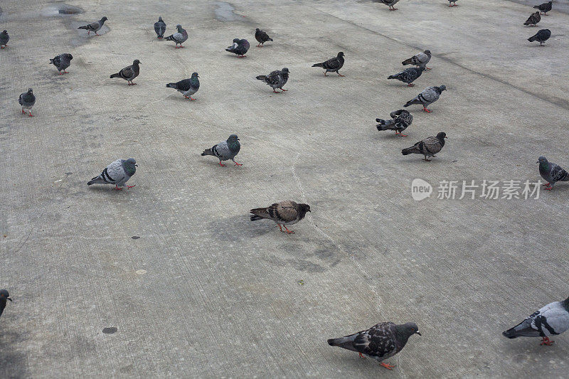 城市地面上的鸟类